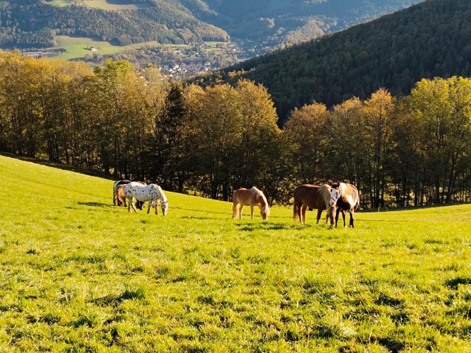 Miniferienwohnung Fuer Unkompliziertes Naturliebhaberpaerchen 派尔巴赫 外观 照片